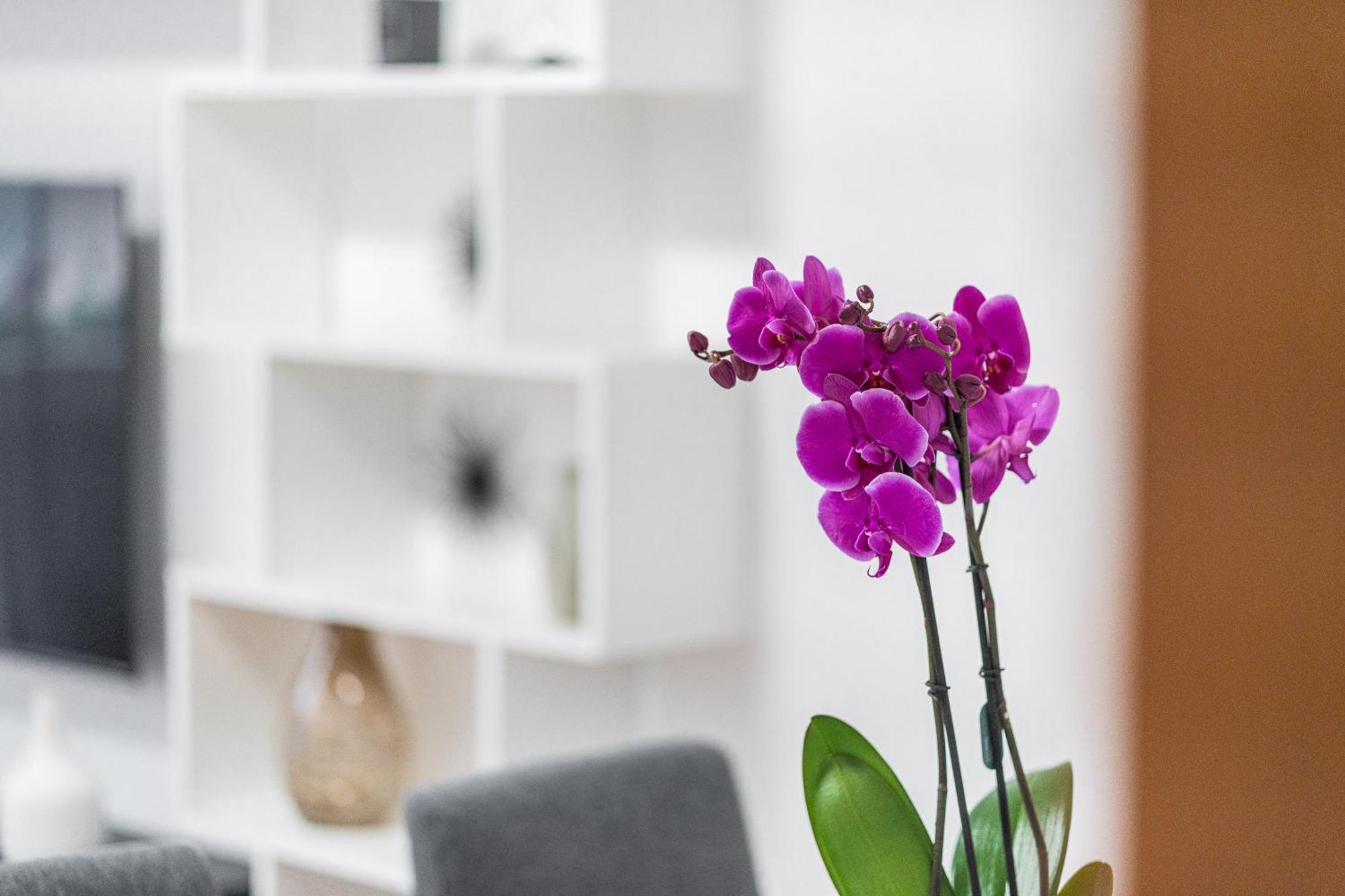 Apartament Domus Leo Roma Zewnętrze zdjęcie
